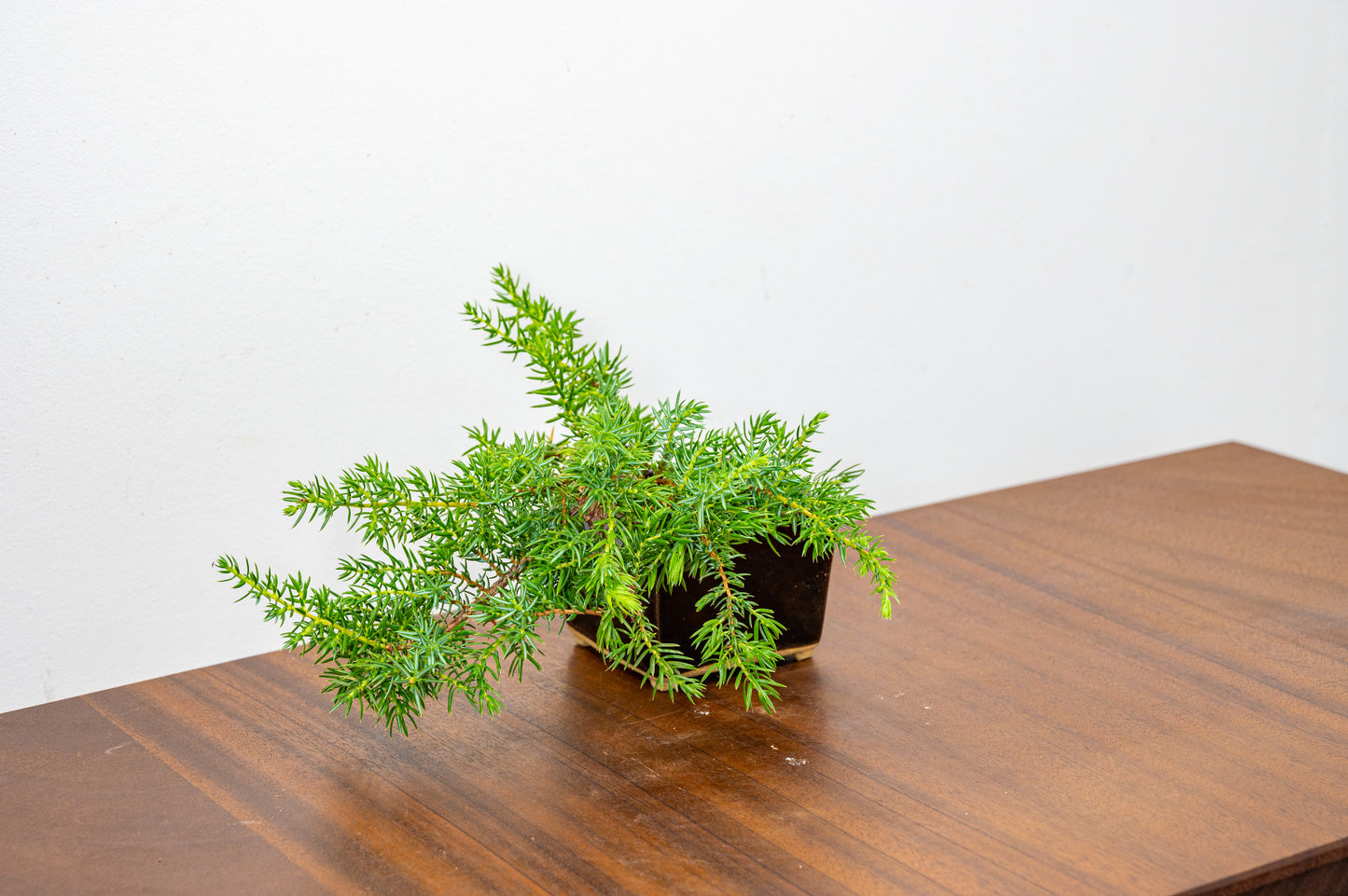 Juniper -Juniperus