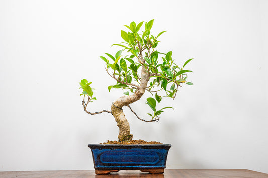 Banyan Fig Bonsai  S Trunk - 20cm Blue Ceramic Pot