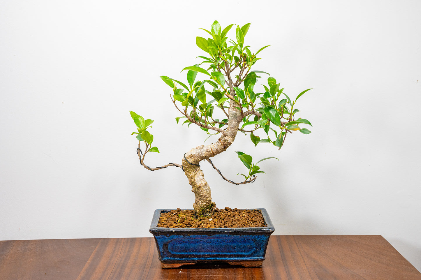 Banyan Fig Bonsai  S Trunk - 20cm Blue Ceramic Pot