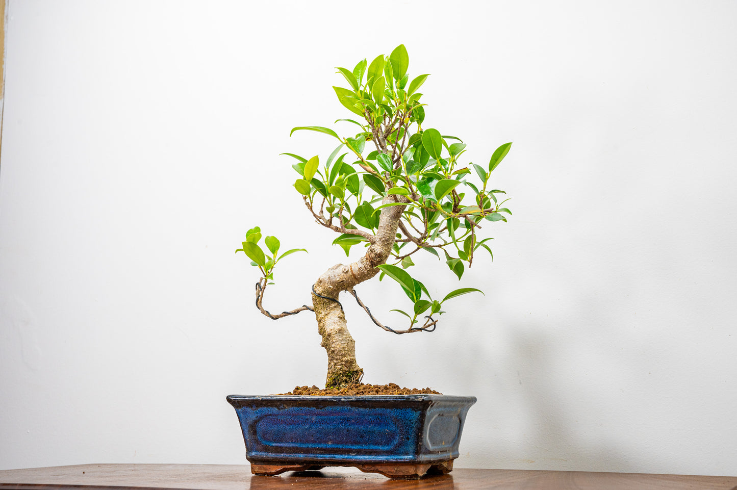 Banyan Fig Bonsai  S Trunk - 20cm Blue Ceramic Pot