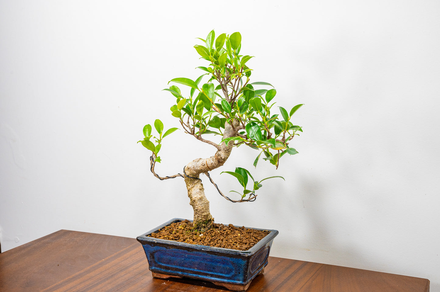 Banyan Fig Bonsai  S Trunk - 20cm Blue Ceramic Pot