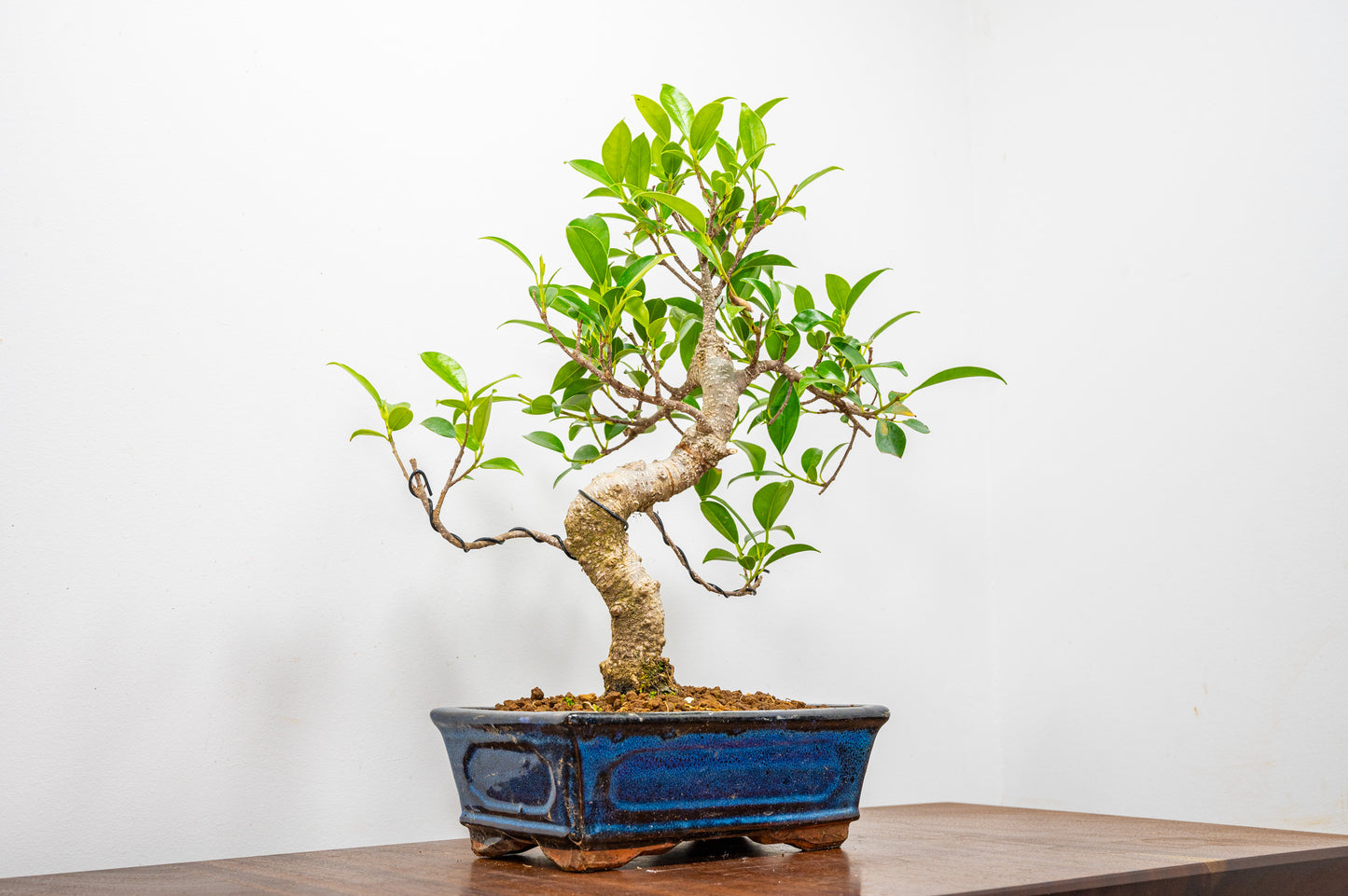 Banyan Fig Bonsai  S Trunk - 20cm Blue Ceramic Pot