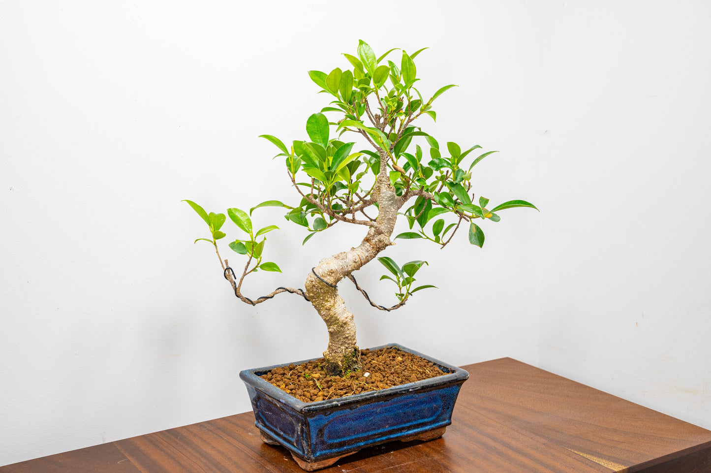 Banyan Fig Bonsai  S Trunk - 20cm Blue Ceramic Pot