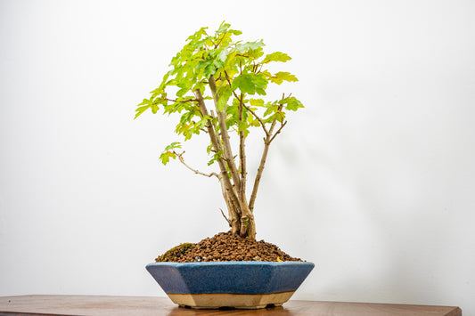 Field Maple 'Clump Style' Bonsai in a  20cm Matt Blue Hexagonal Ceramic Dish