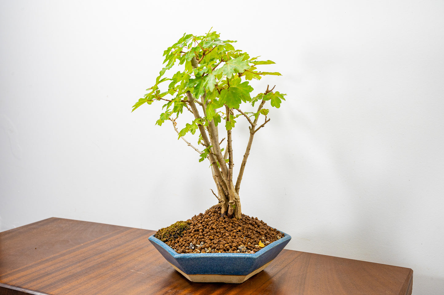 Field Maple 'Clump Style' Bonsai in a  20cm Matt Blue Hexagonal Ceramic Dish