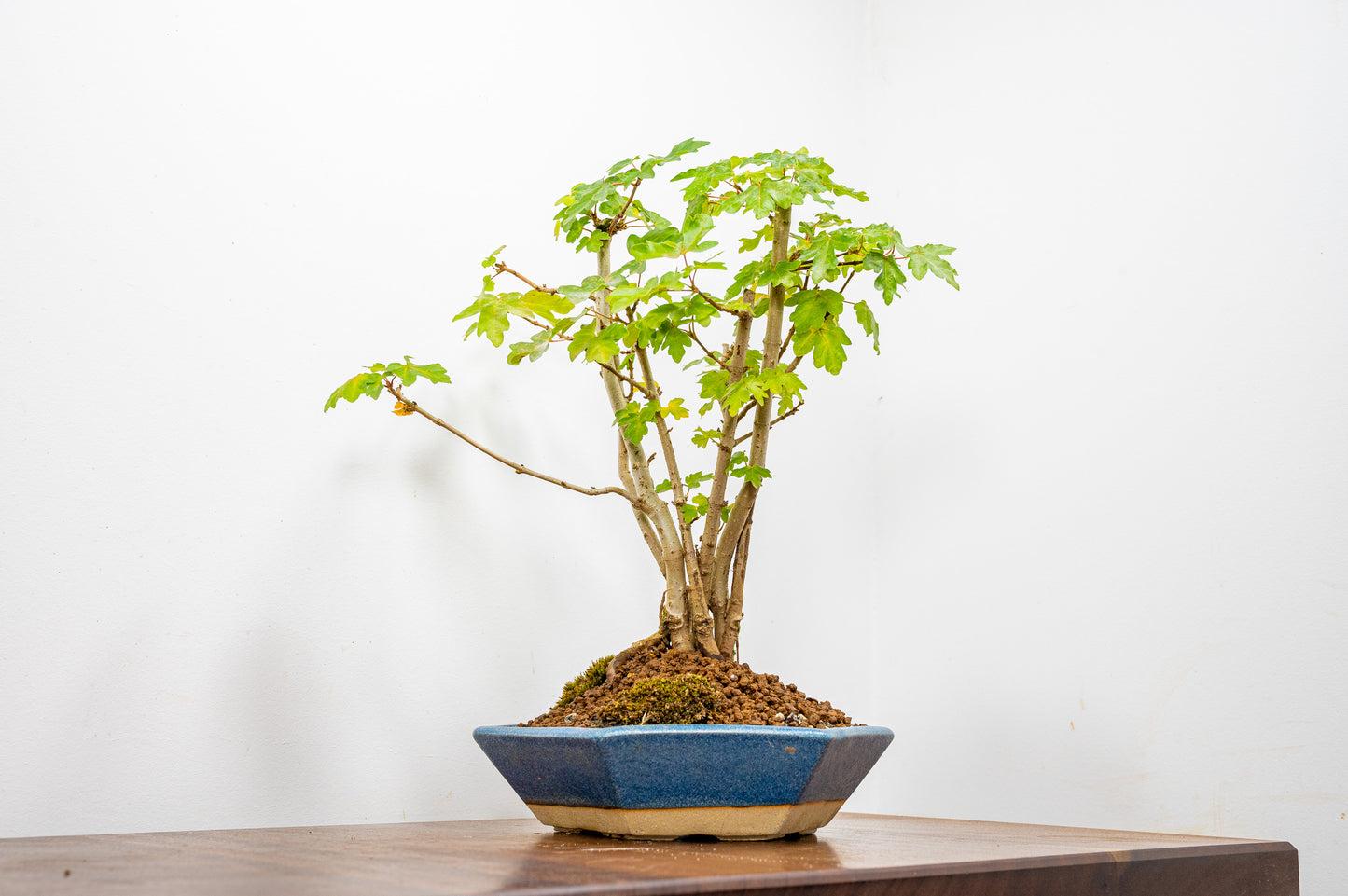 Field Maple 'Clump Style' Bonsai in a  20cm Matt Blue Hexagonal Ceramic Dish