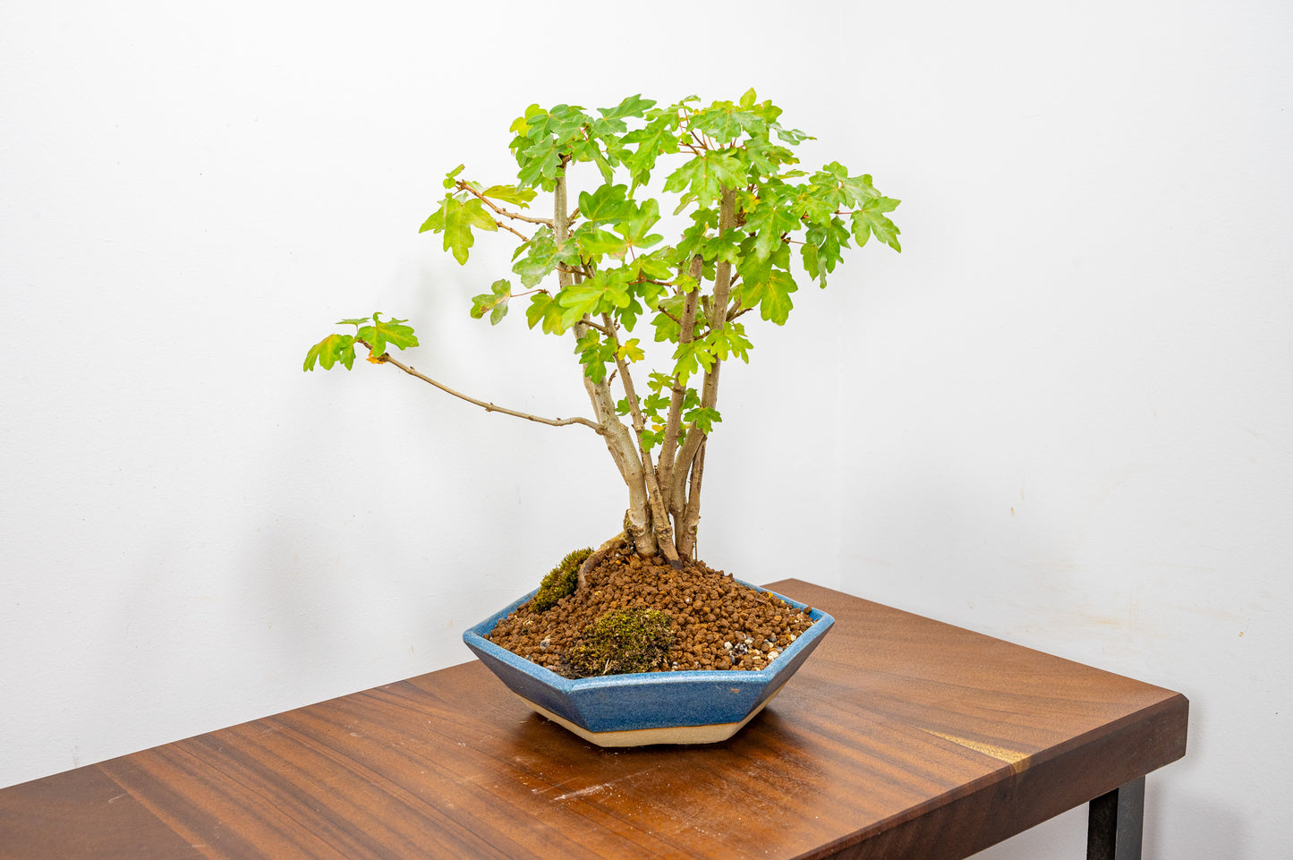 Field Maple 'Clump Style' Bonsai in a  20cm Matt Blue Hexagonal Ceramic Dish