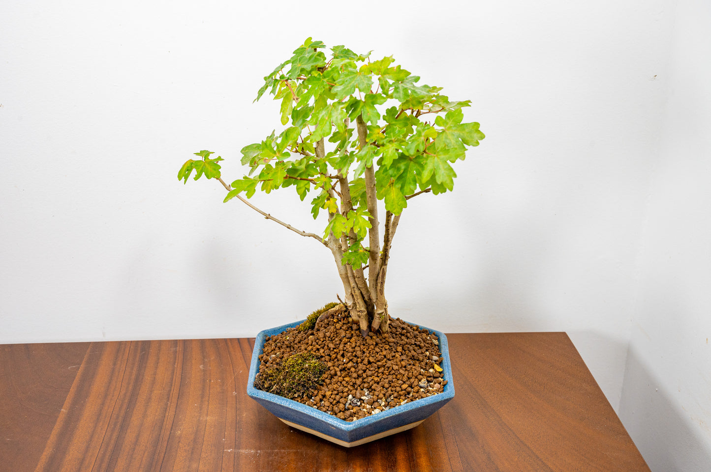 Field Maple 'Clump Style' Bonsai in a  20cm Matt Blue Hexagonal Ceramic Dish