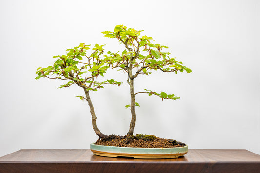 Beech - 'Raft Style' Bonsai