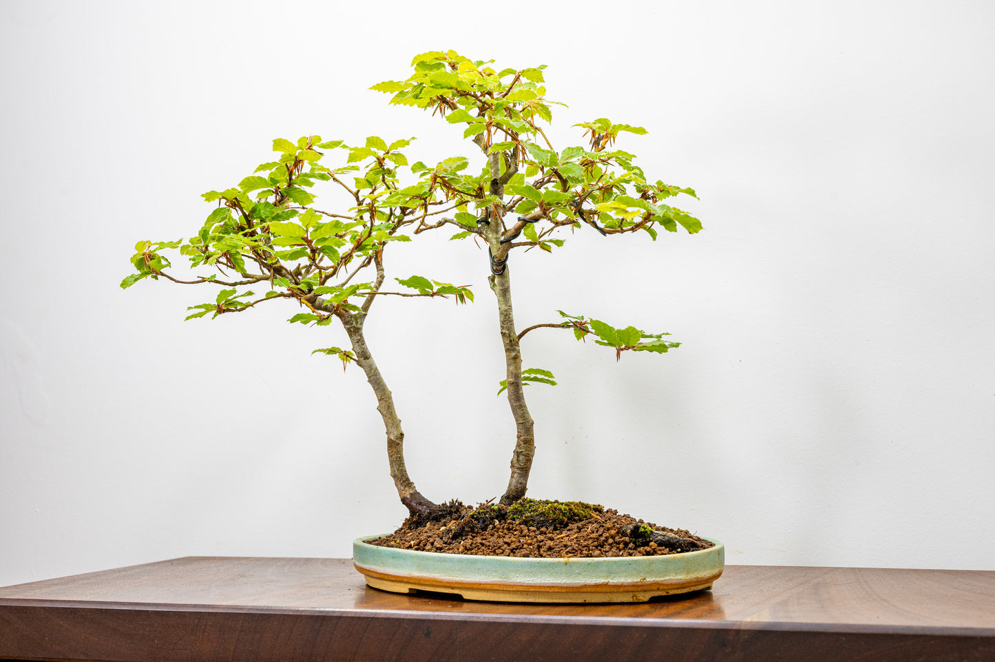 Beech - 'Raft Style' Bonsai