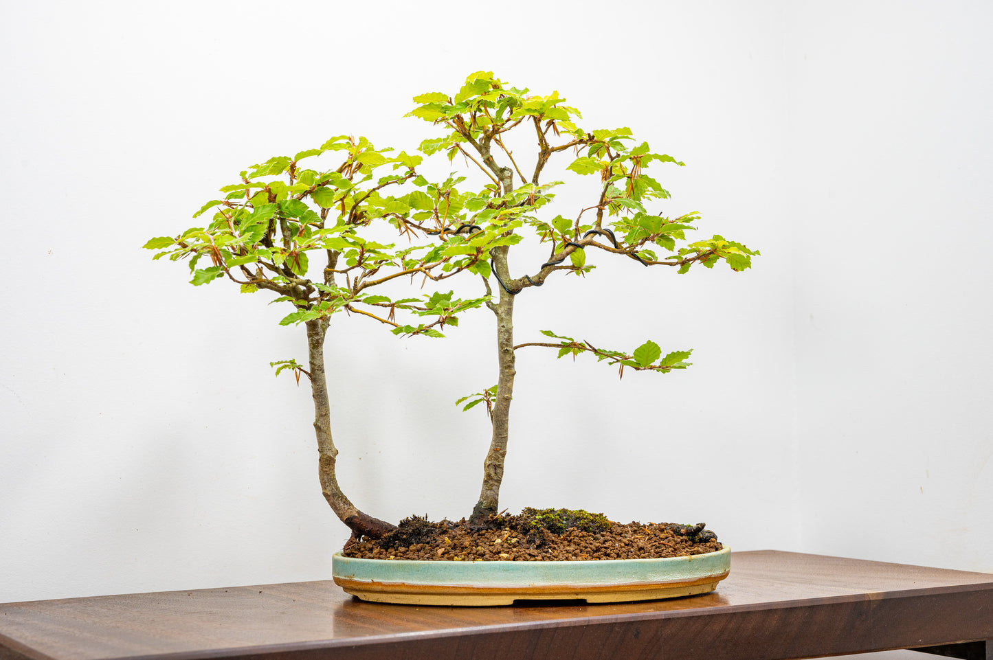 Beech - 'Raft Style' Bonsai