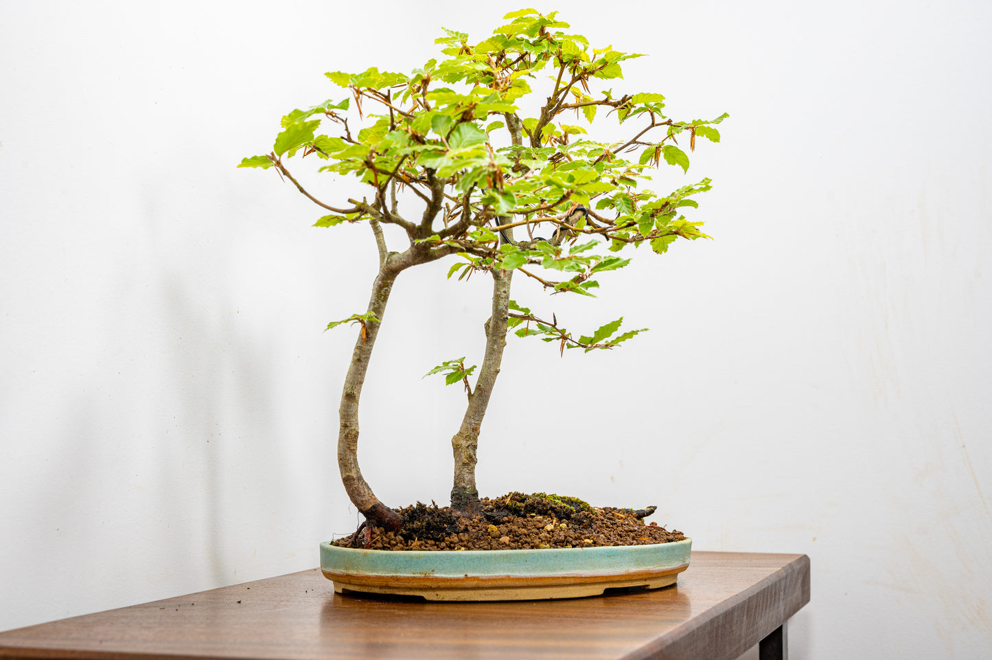 Beech - 'Raft Style' Bonsai