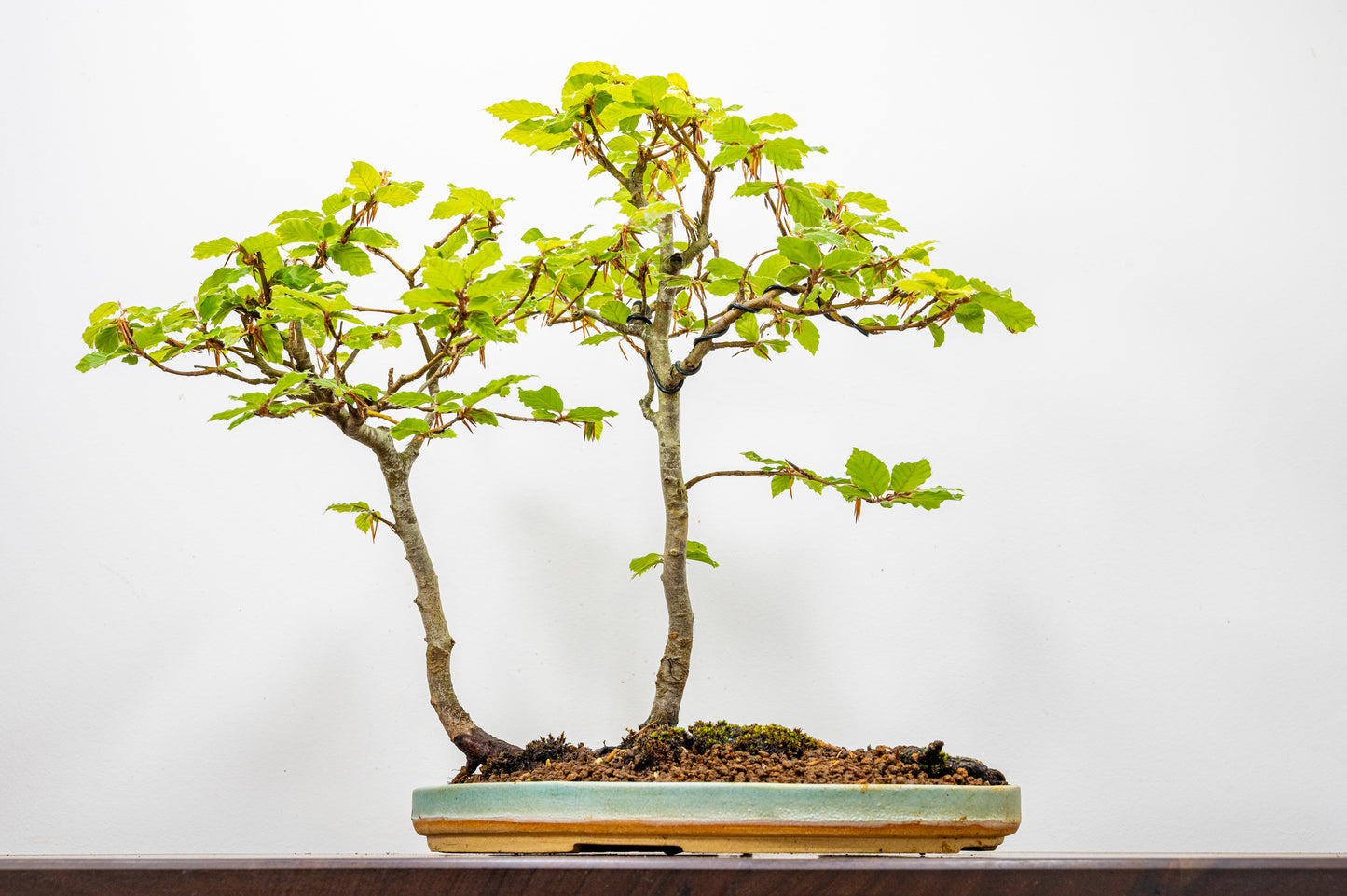 Beech - 'Raft Style' Bonsai