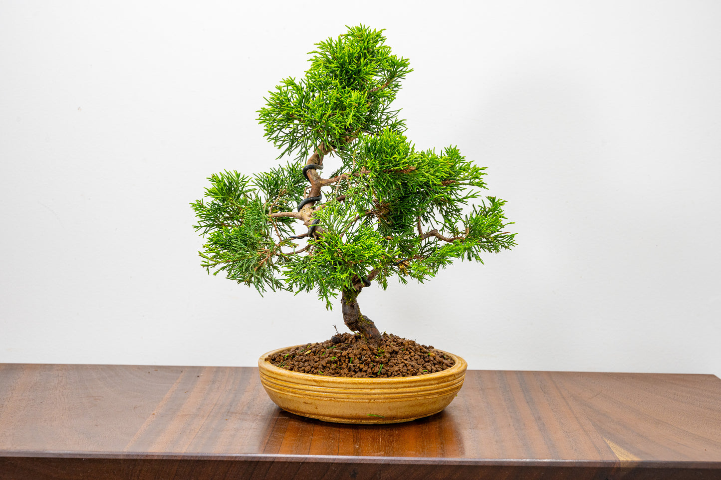 Juniper - Japanese Imported Bonsai