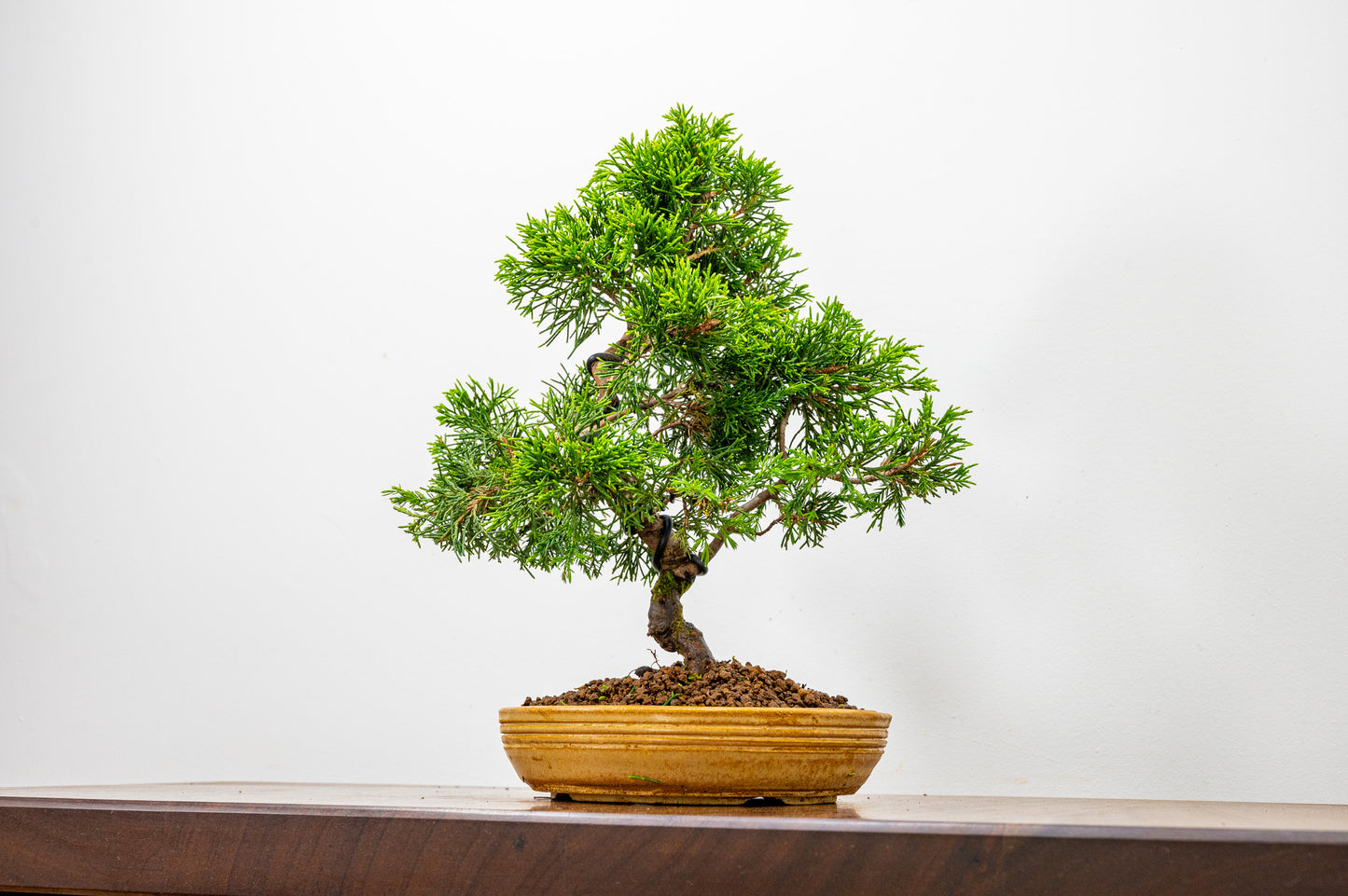 Juniper - Japanese Imported Bonsai