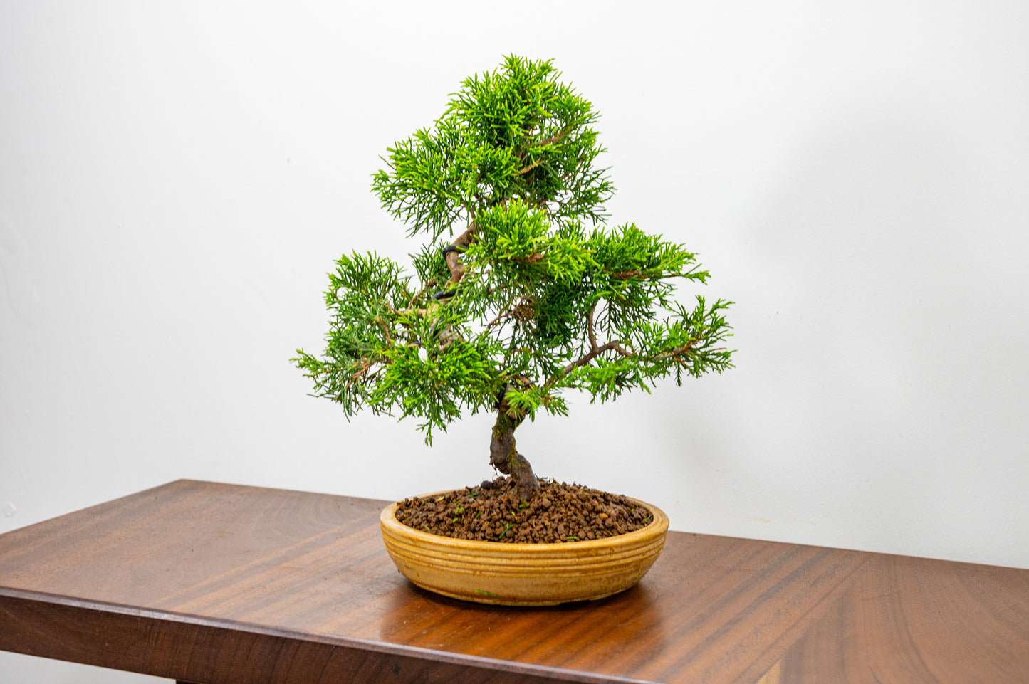 Juniper - Japanese Imported Bonsai