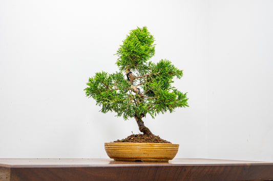 Juniper - Japanese Imported Bonsai