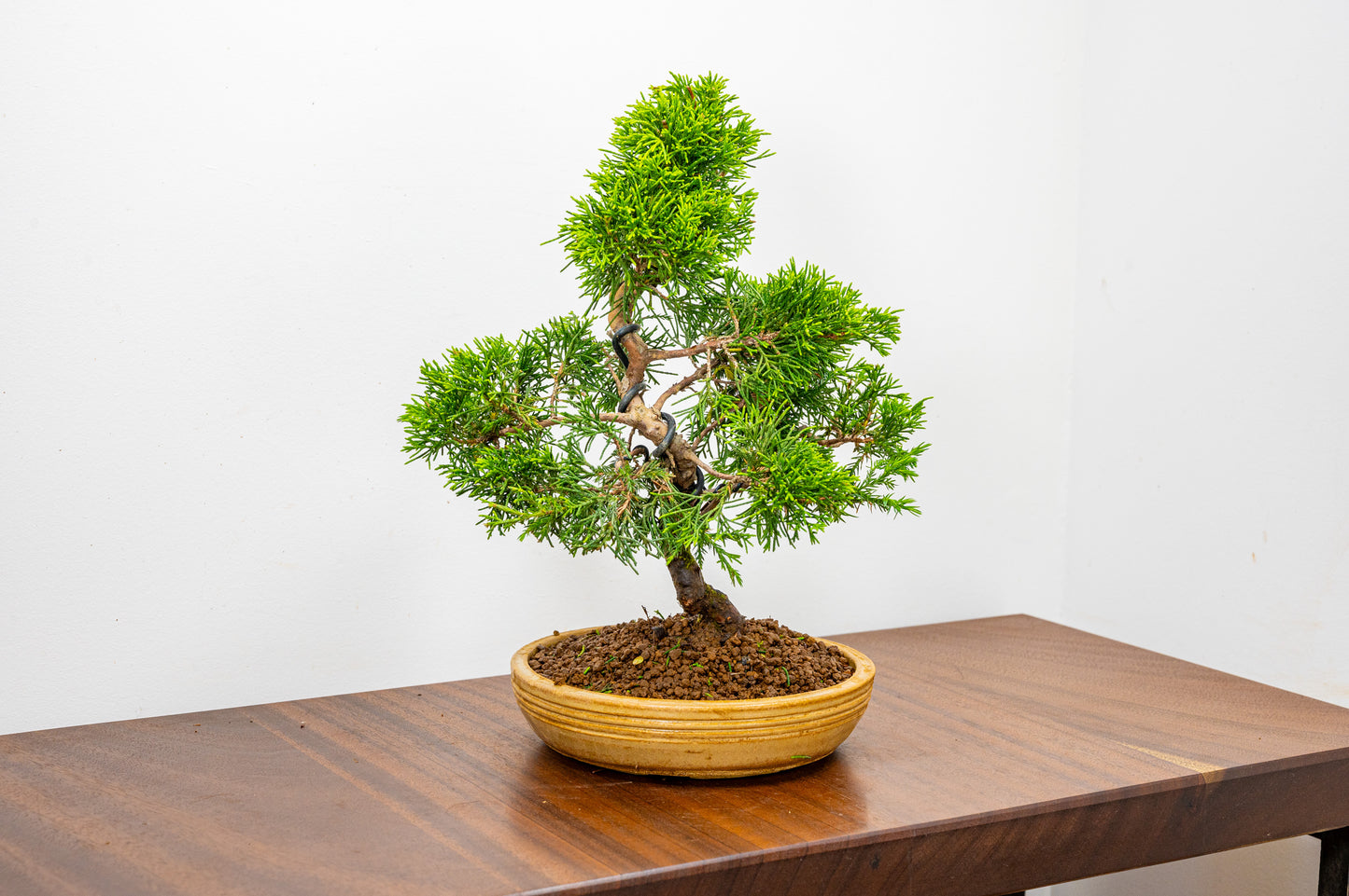 Juniper - Japanese Imported Bonsai