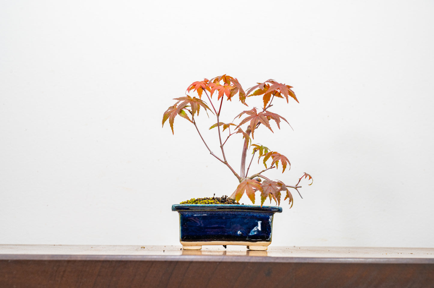 Deshojo Japanese Maple Bonsai