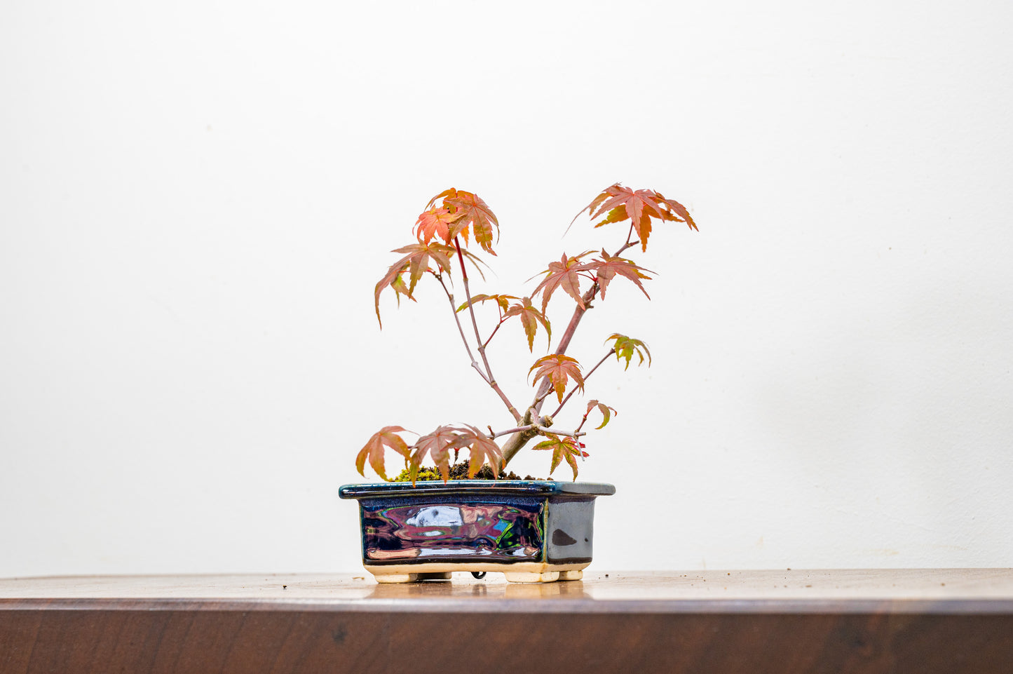 Deshojo Japanese Maple Bonsai