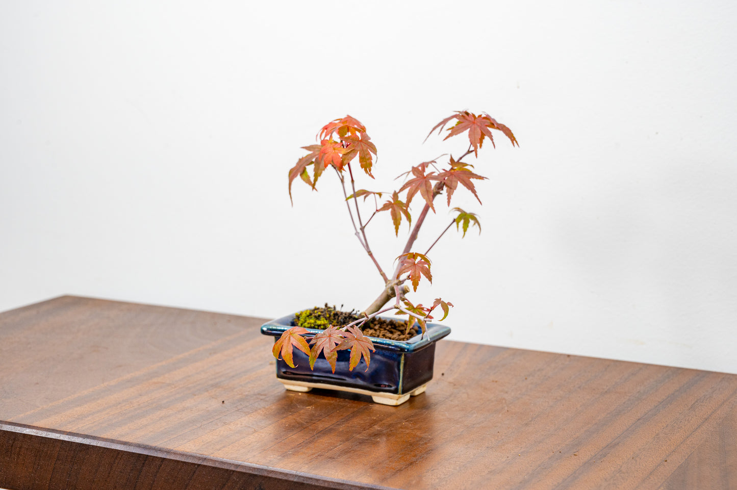 Deshojo Japanese Maple Bonsai