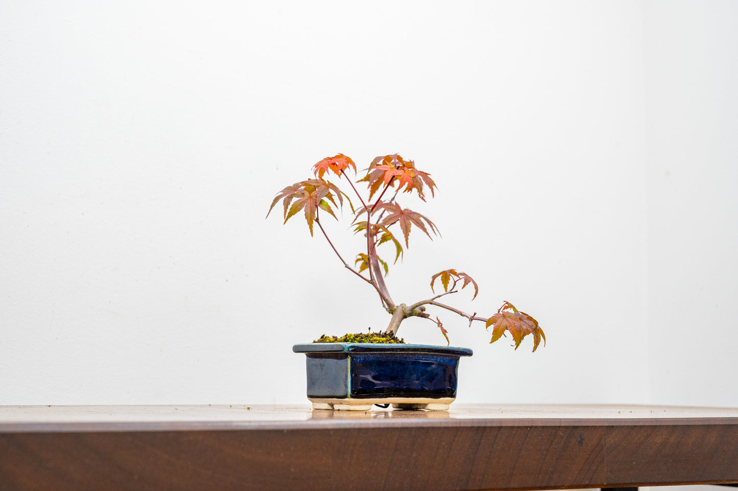 Deshojo Japanese Maple Bonsai