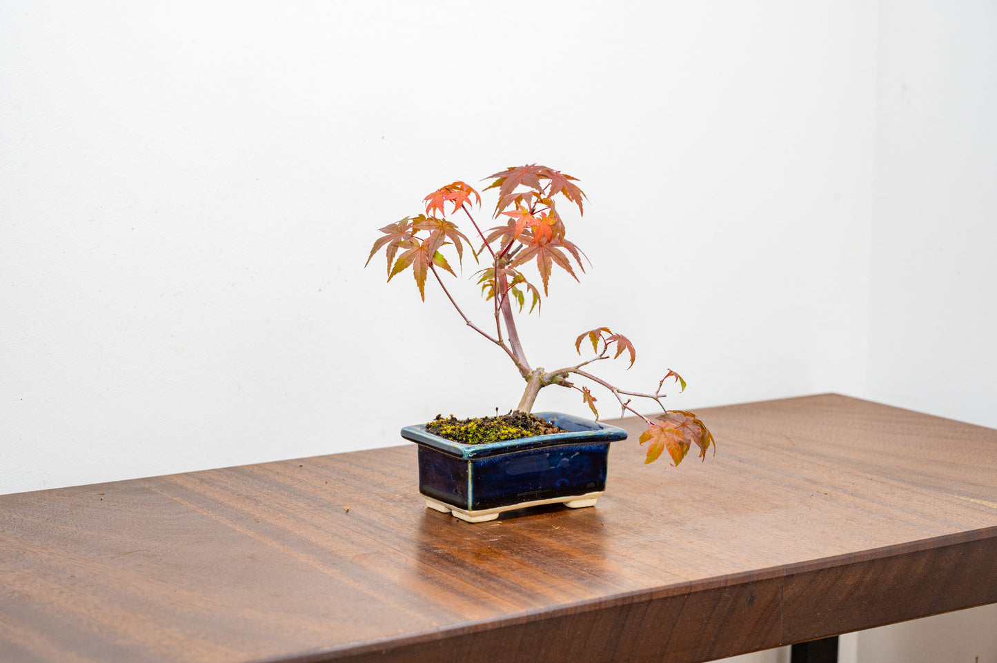 Deshojo Japanese Maple Bonsai