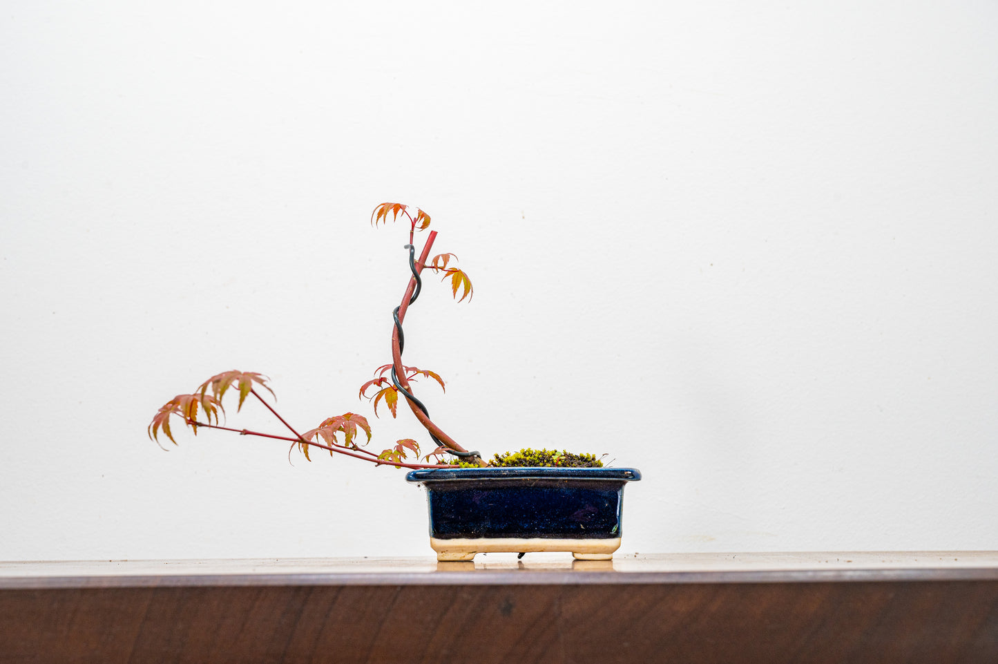 Deshojo Japanese Maple Bonsai