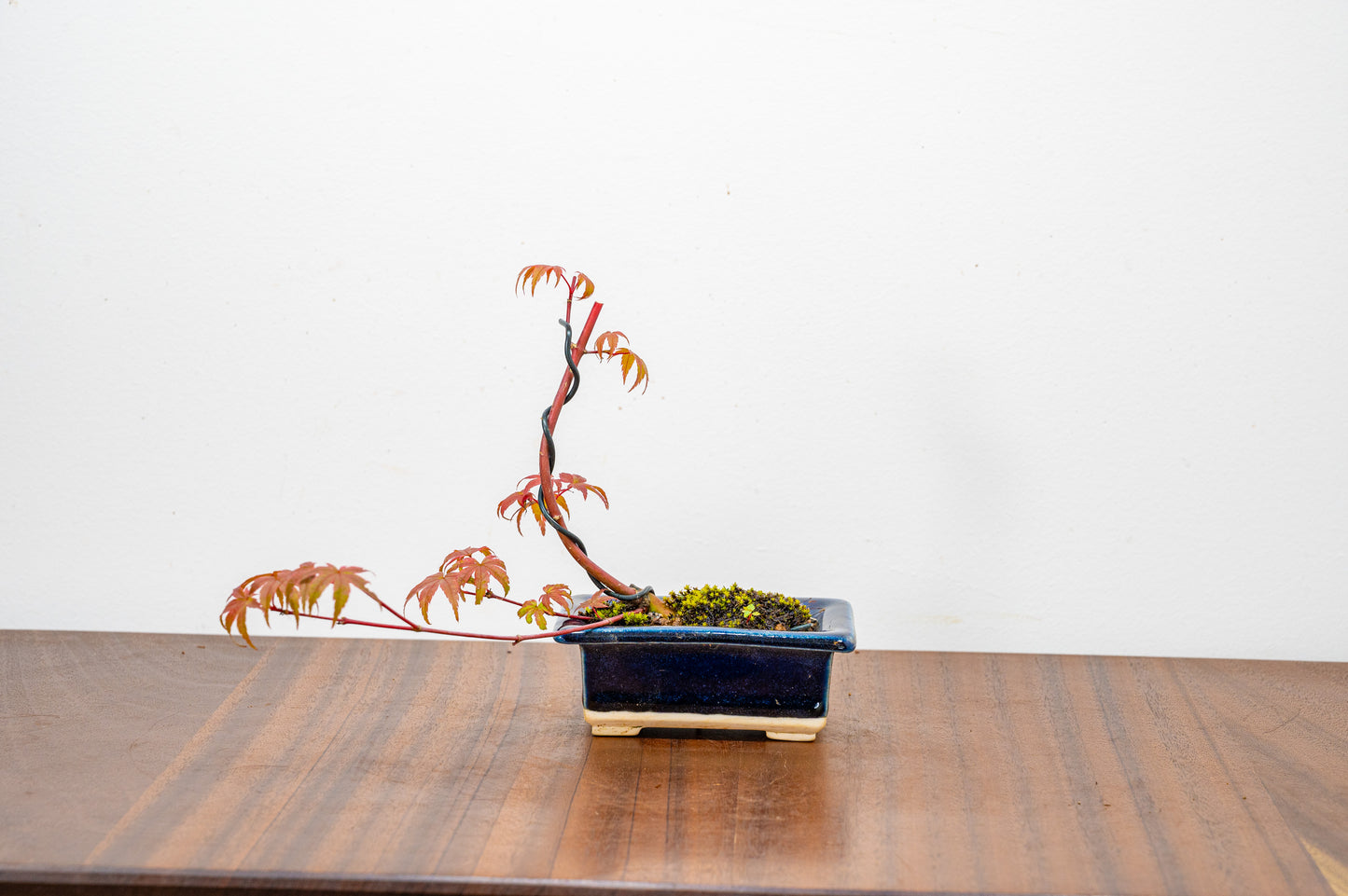 Deshojo Japanese Maple Bonsai