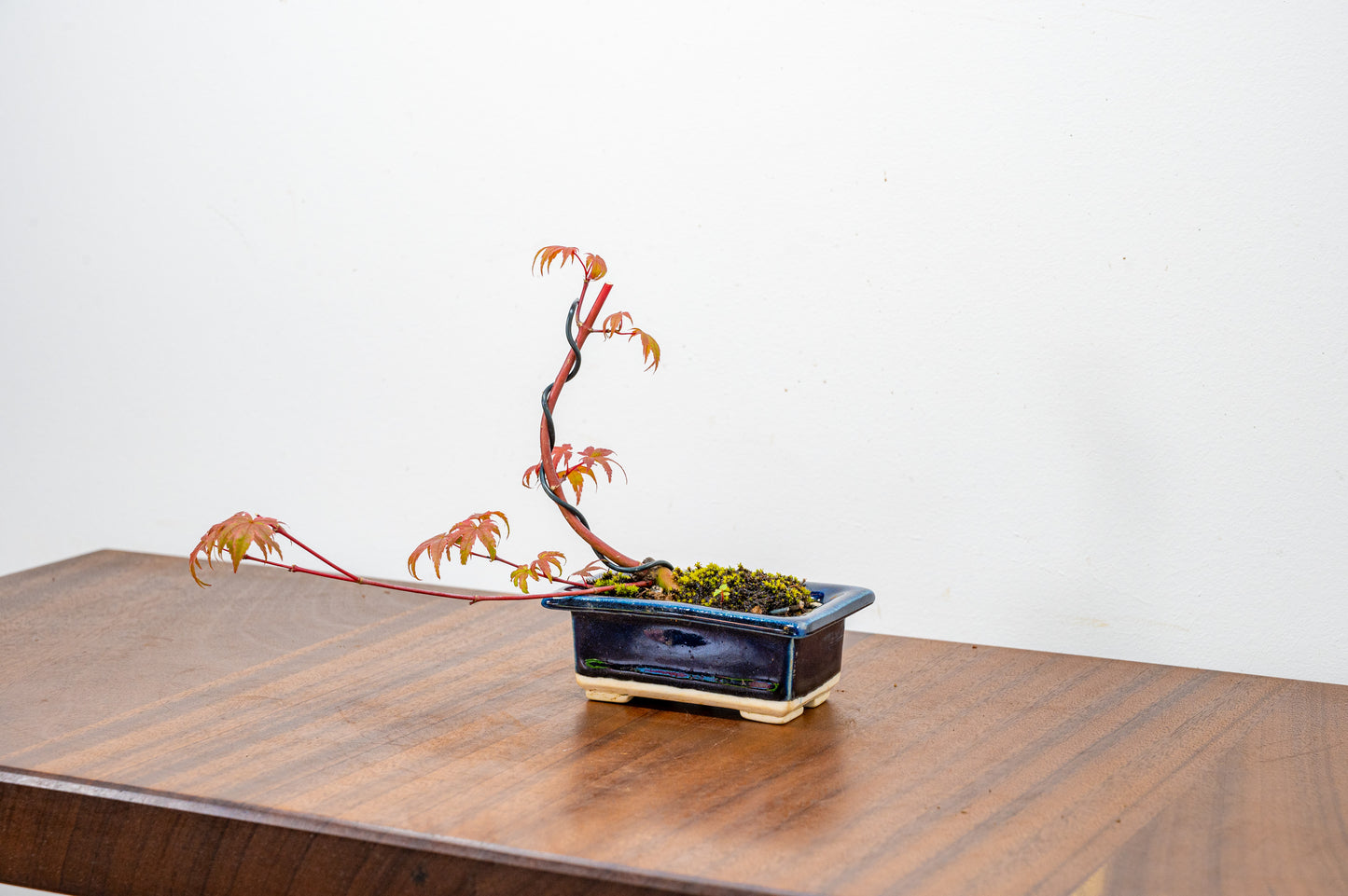 Deshojo Japanese Maple Bonsai