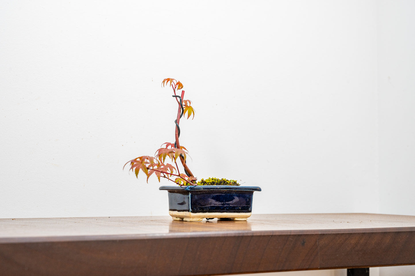 Deshojo Japanese Maple Bonsai