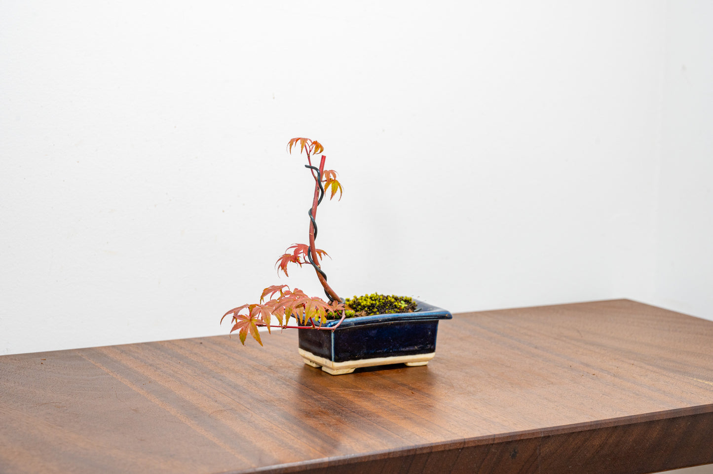 Deshojo Japanese Maple Bonsai