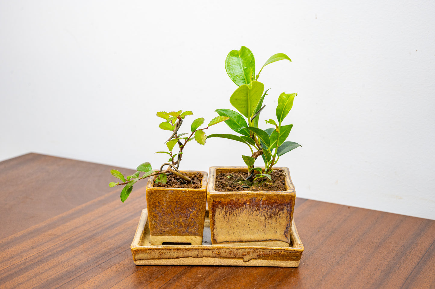 Indoor Collection - Bonsai Starter Set