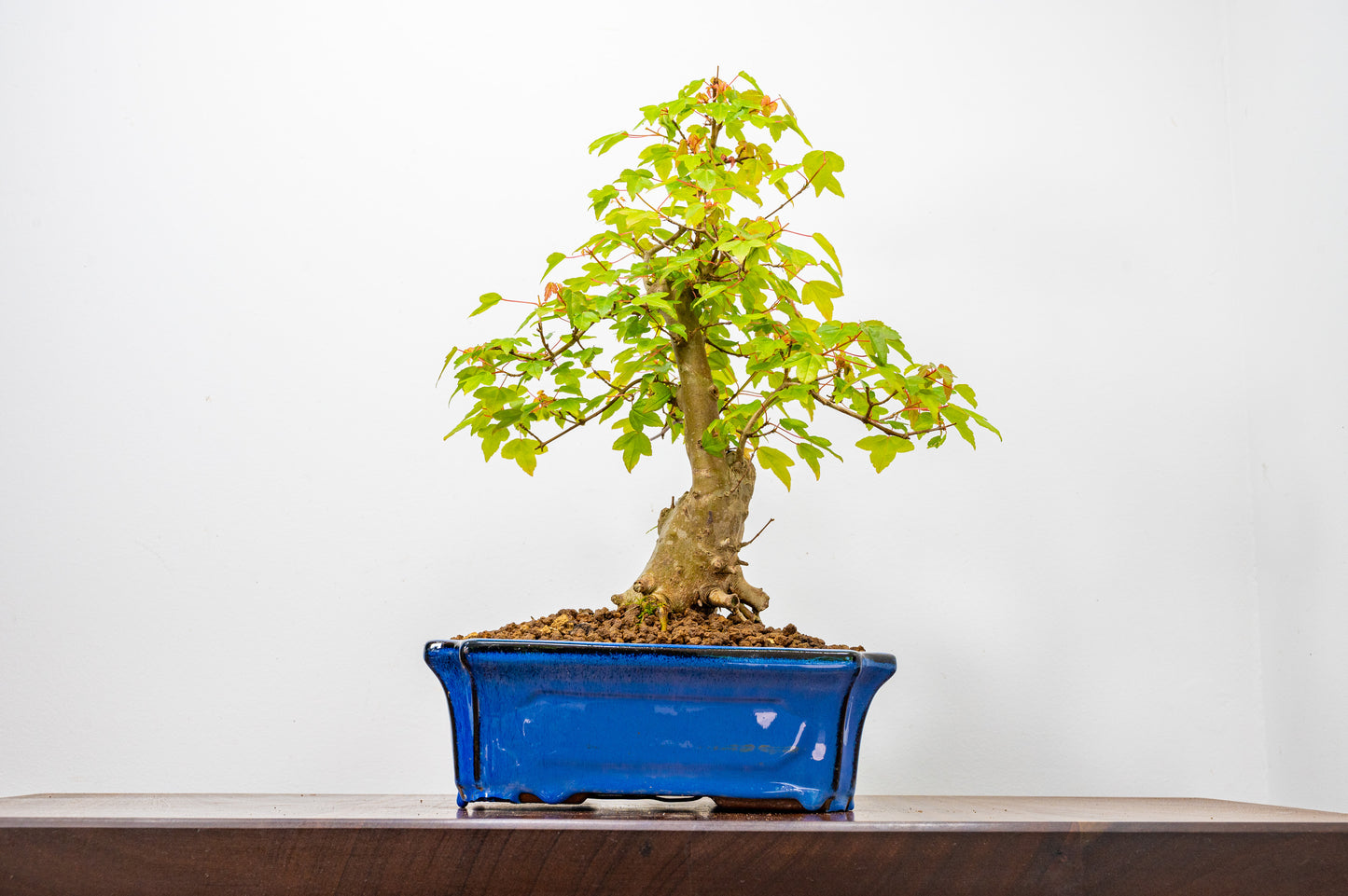 Trident Maple Bonsai