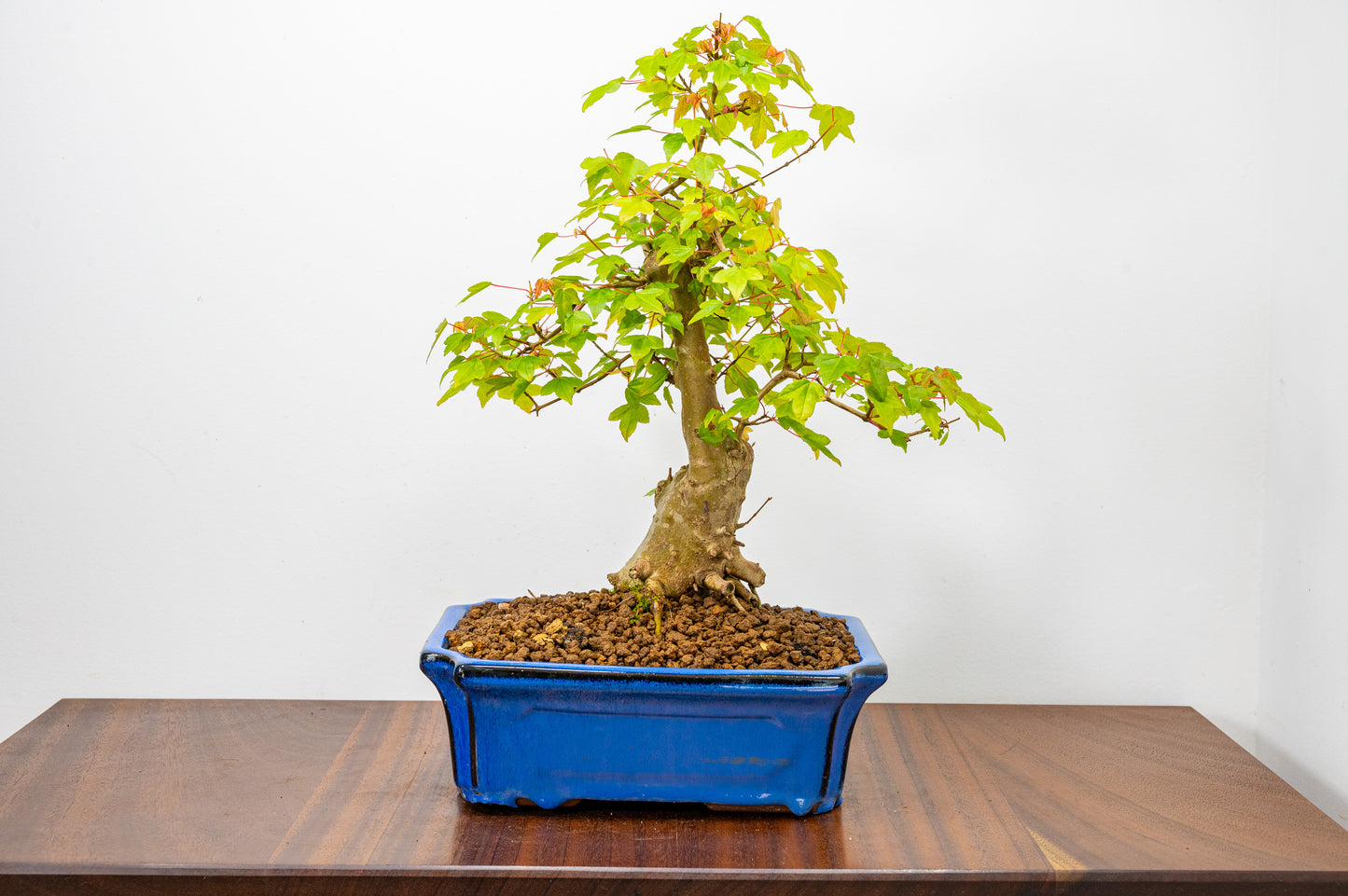 Trident Maple Bonsai