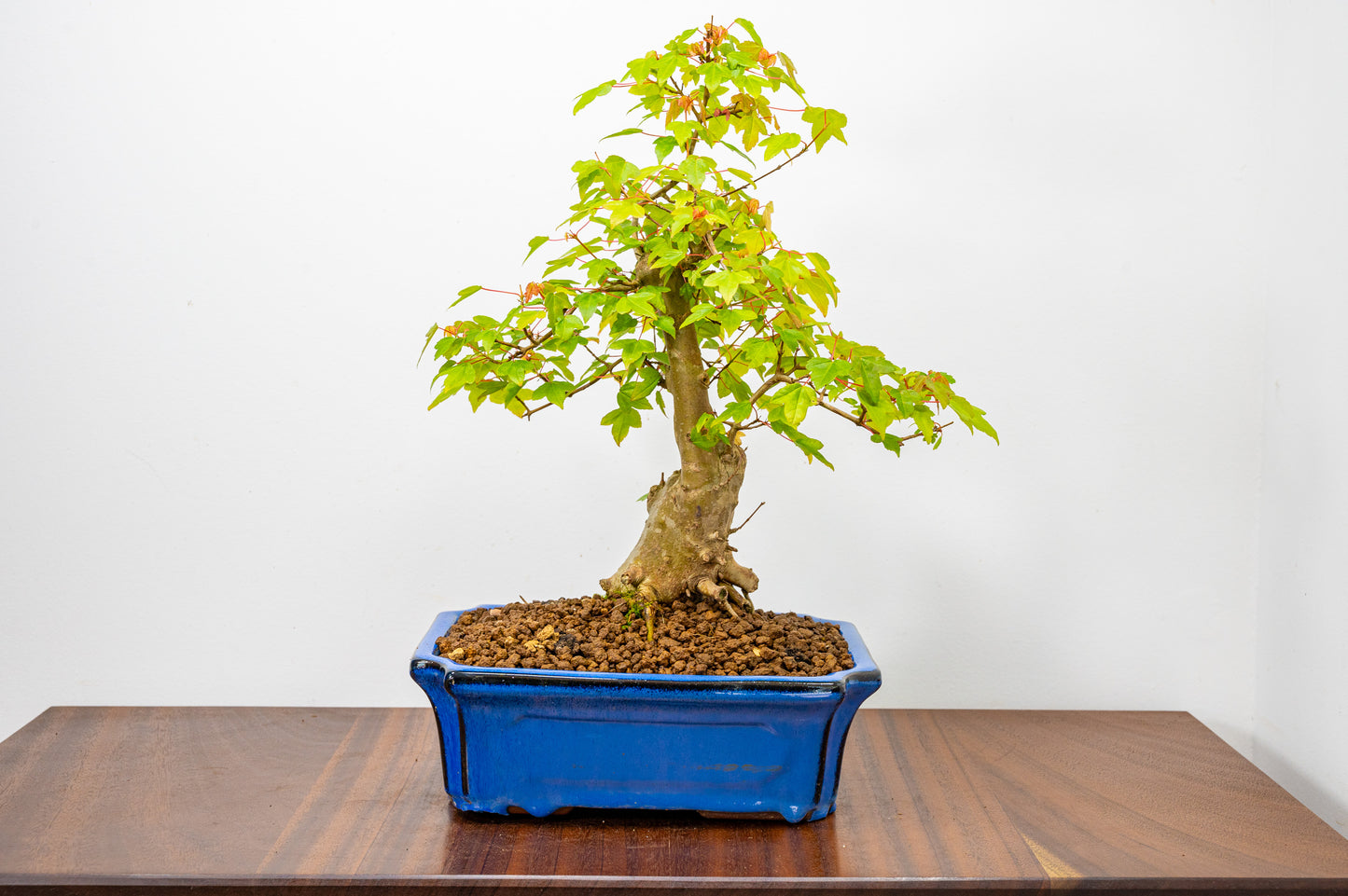 Trident Maple Bonsai