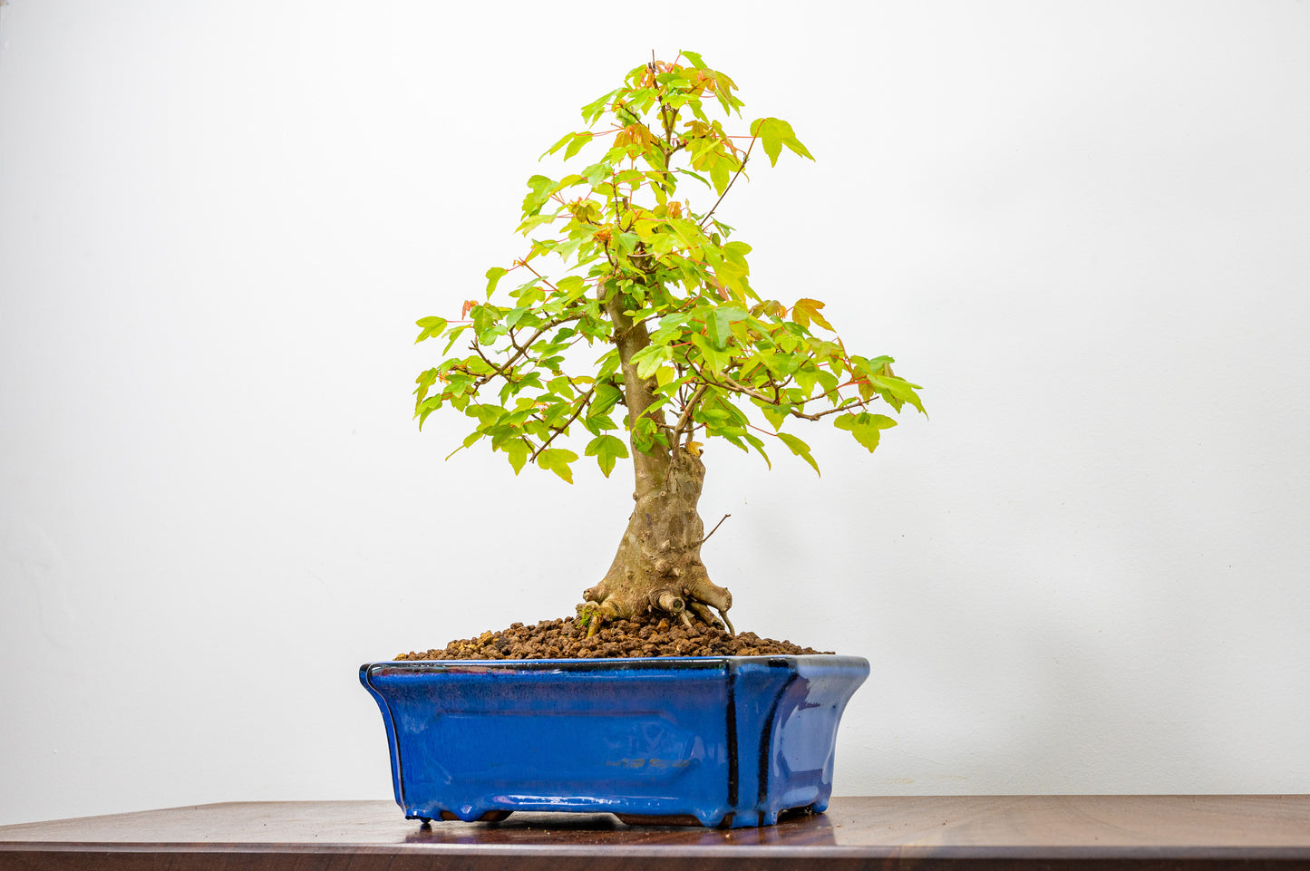 Trident Maple Bonsai