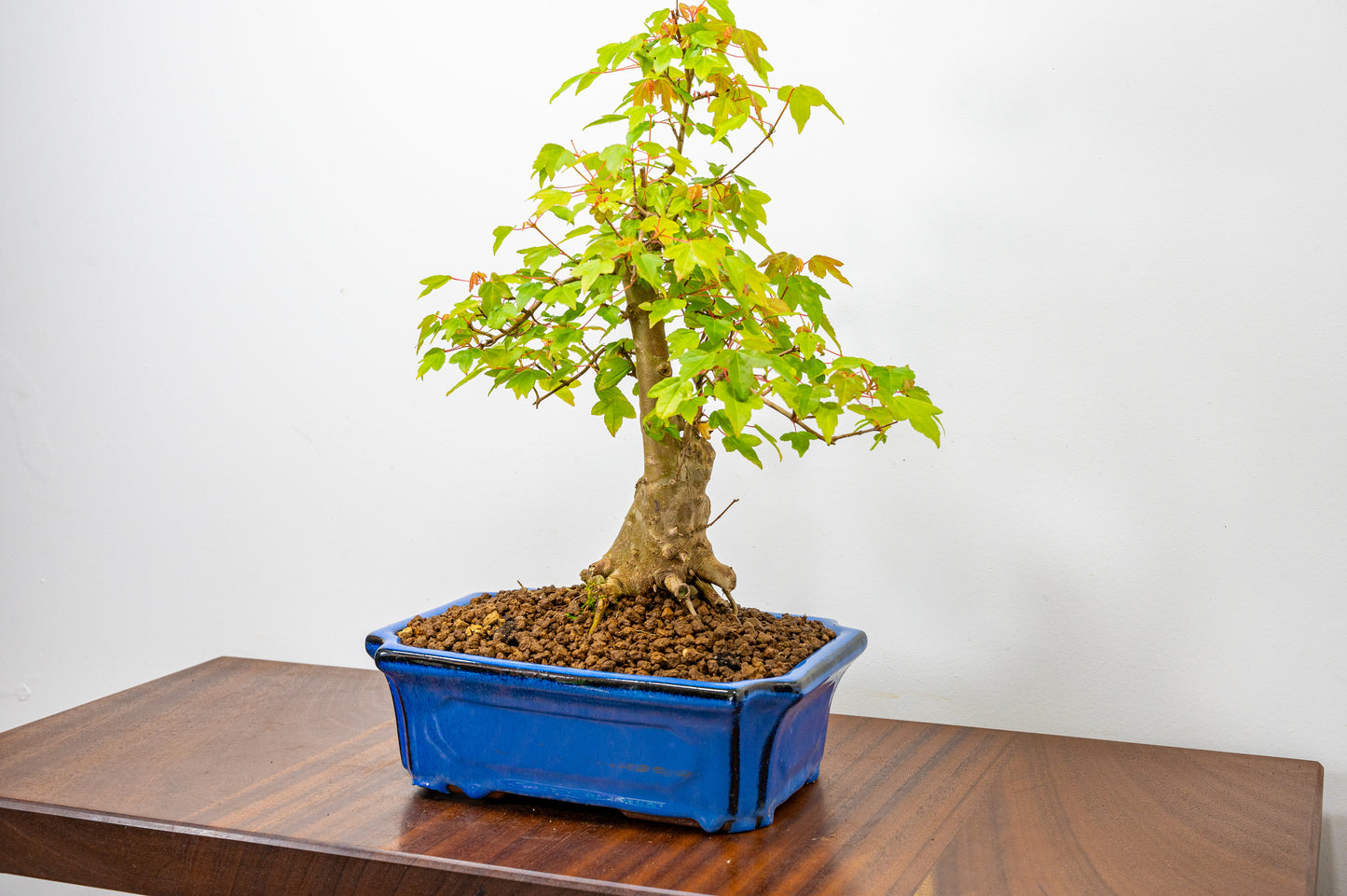 Trident Maple Bonsai