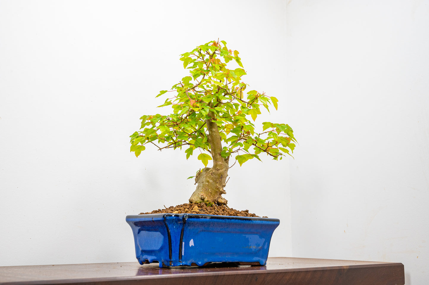 Trident Maple Bonsai