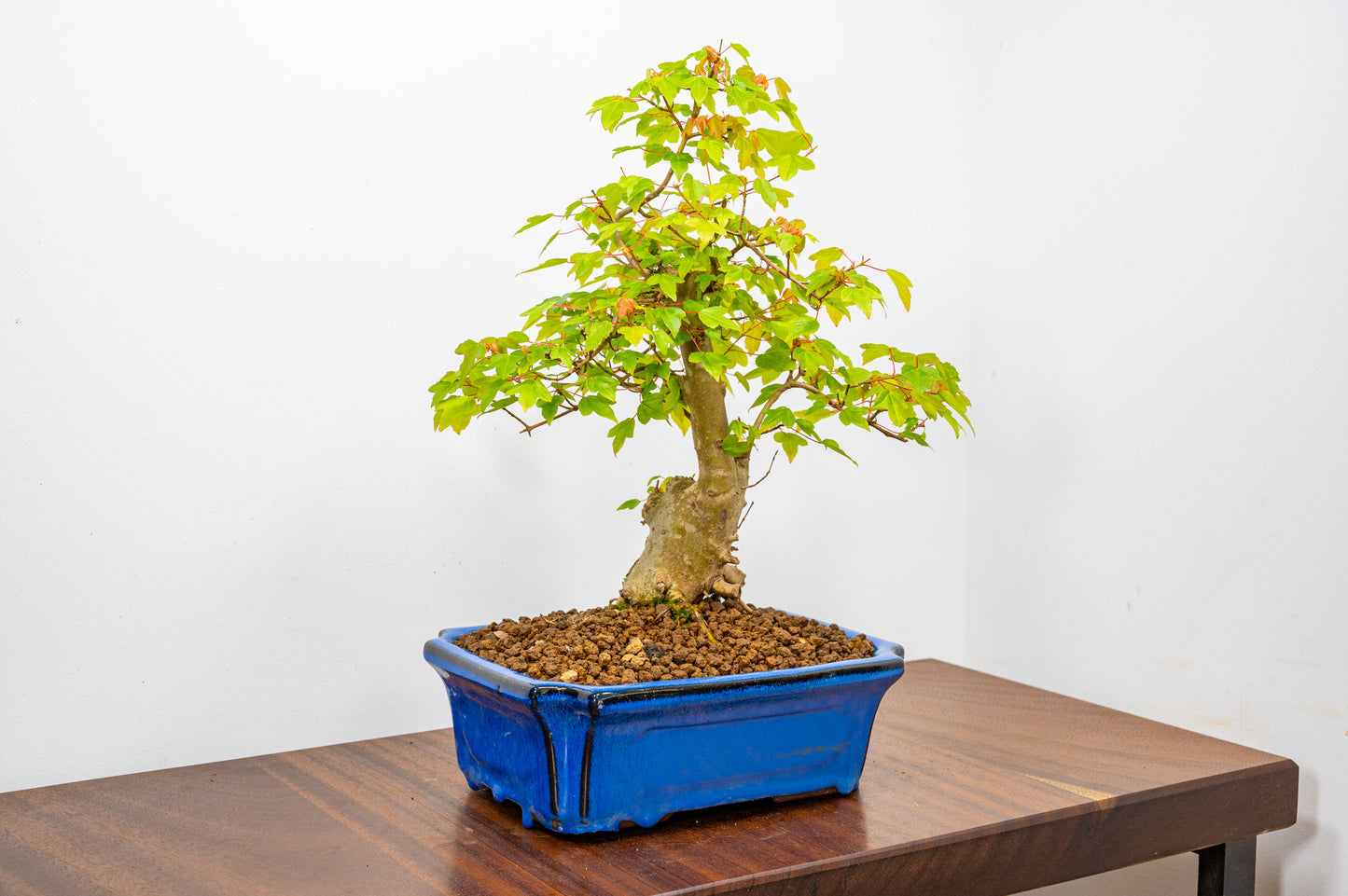 Trident Maple Bonsai