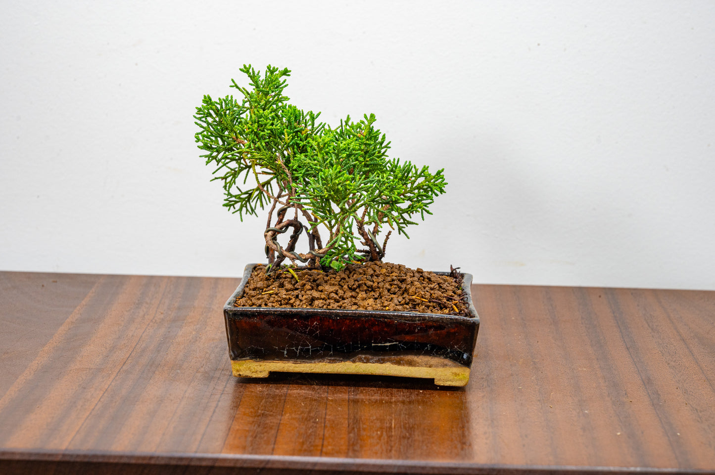 Juniper -Juniperus Chinesis Blaauw