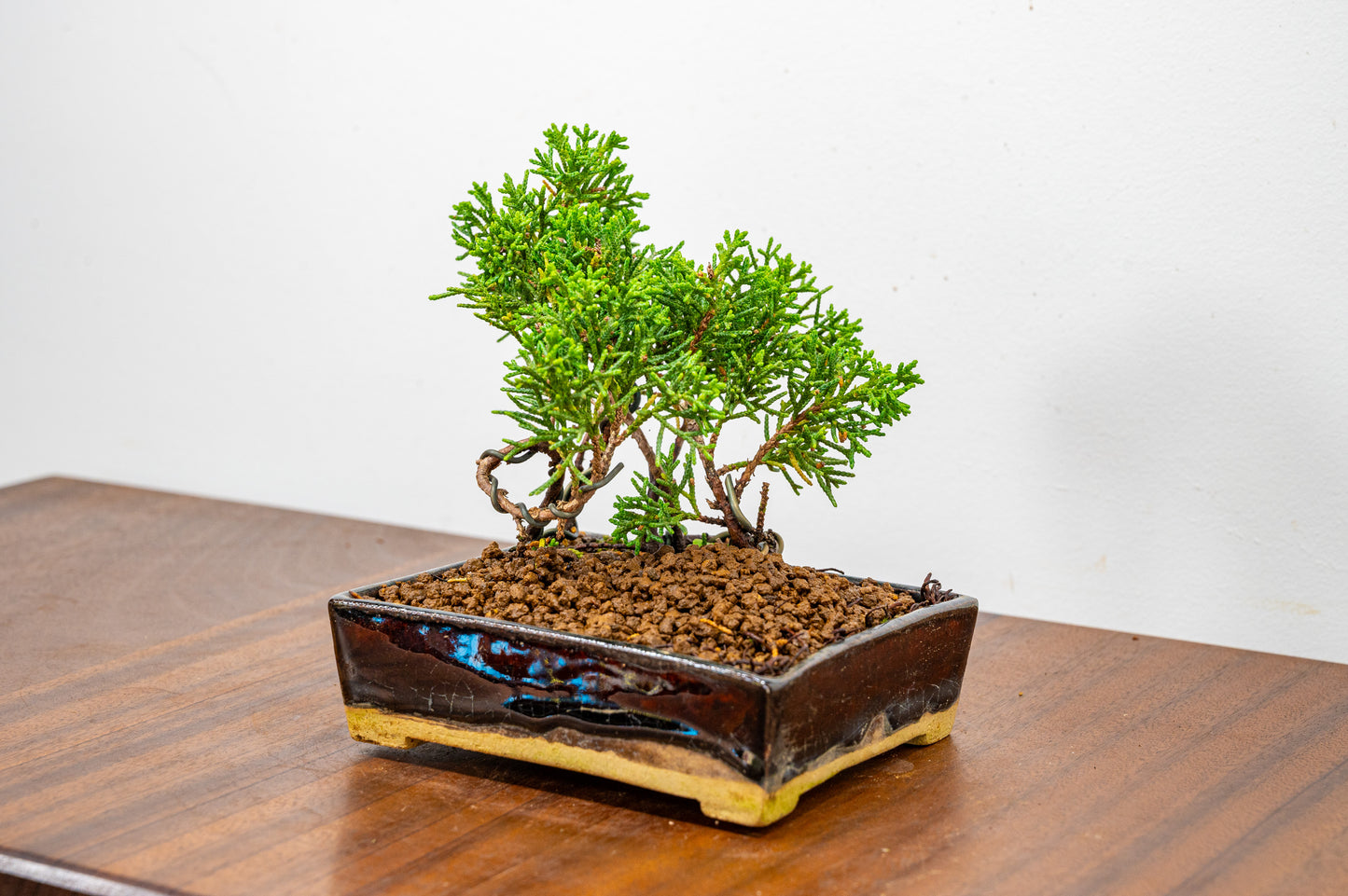 Juniper -Juniperus Chinesis Blaauw