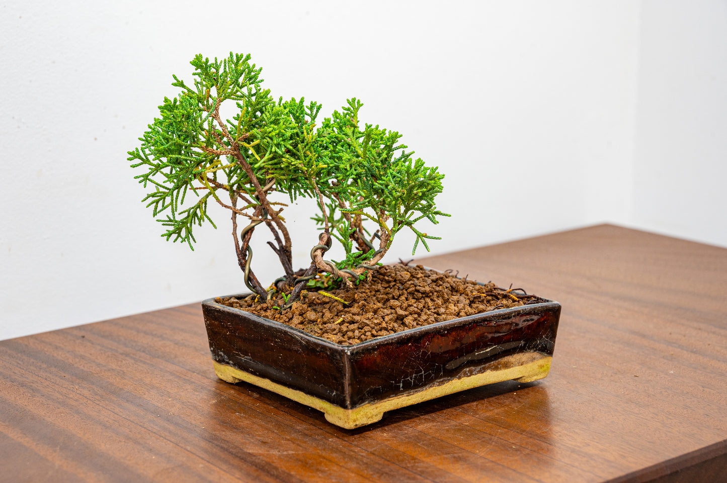 Juniper -Juniperus Chinesis Blaauw