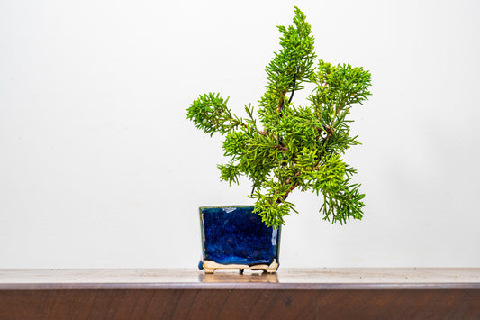 Juniper -Juniperus Chinesis Blaauw