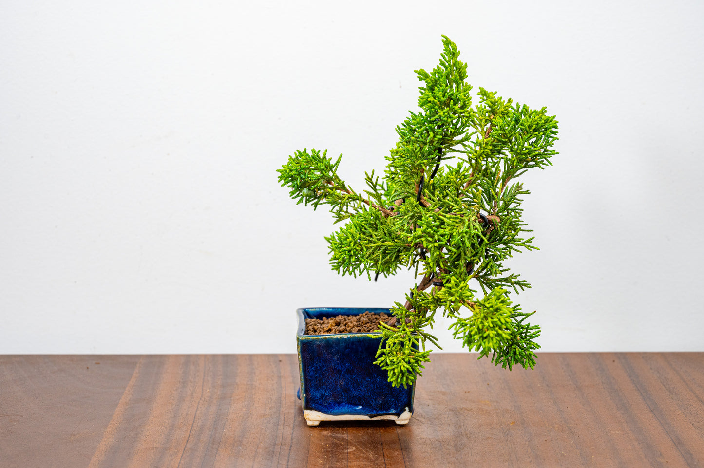 Juniper -Juniperus Chinesis Blaauw