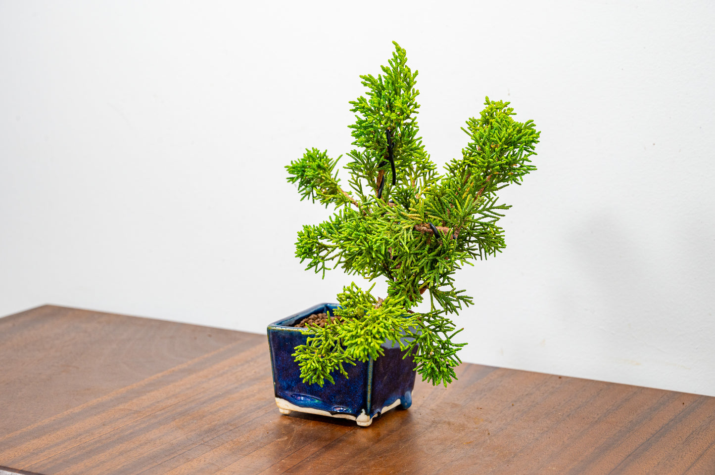 Juniper -Juniperus Chinesis Blaauw