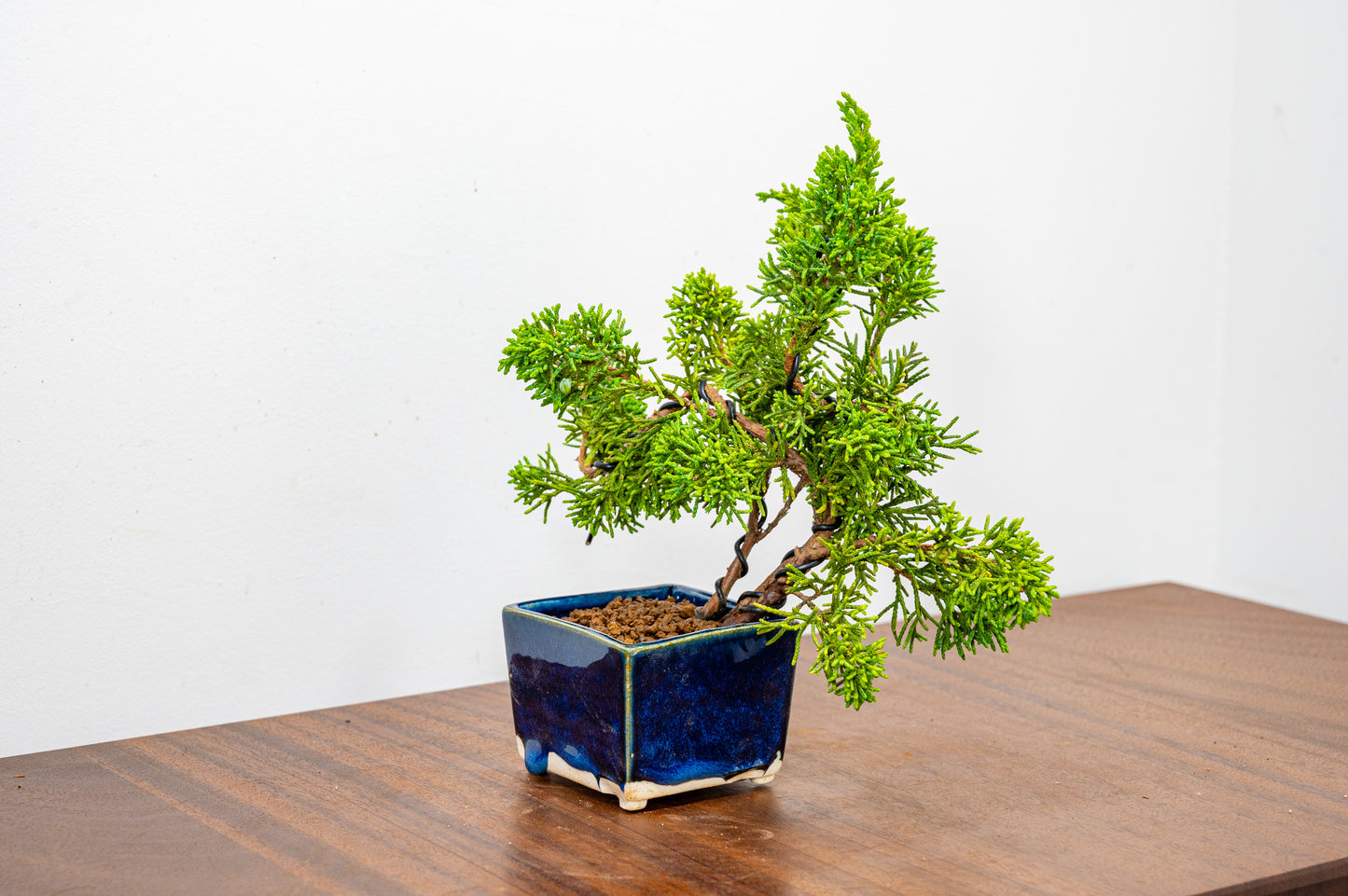 Juniper -Juniperus Chinesis Blaauw