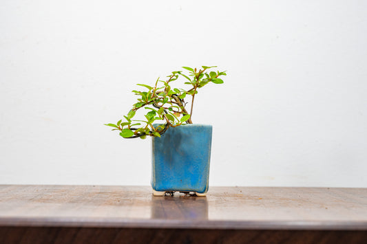 Cotoneaster Bonsai Tree