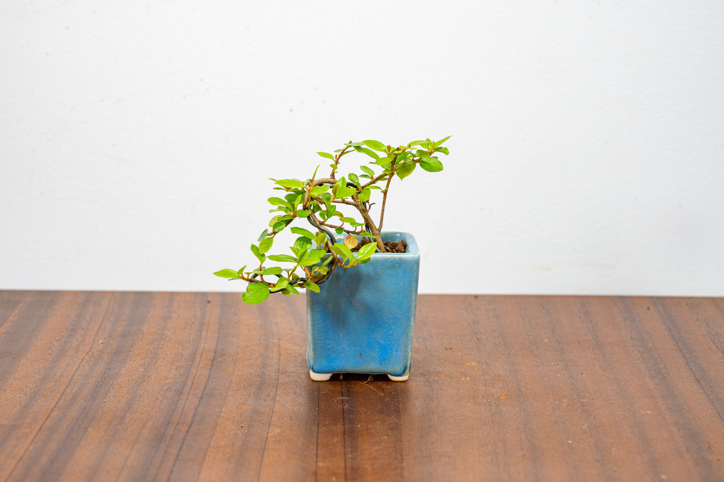 Cotoneaster Bonsai Tree