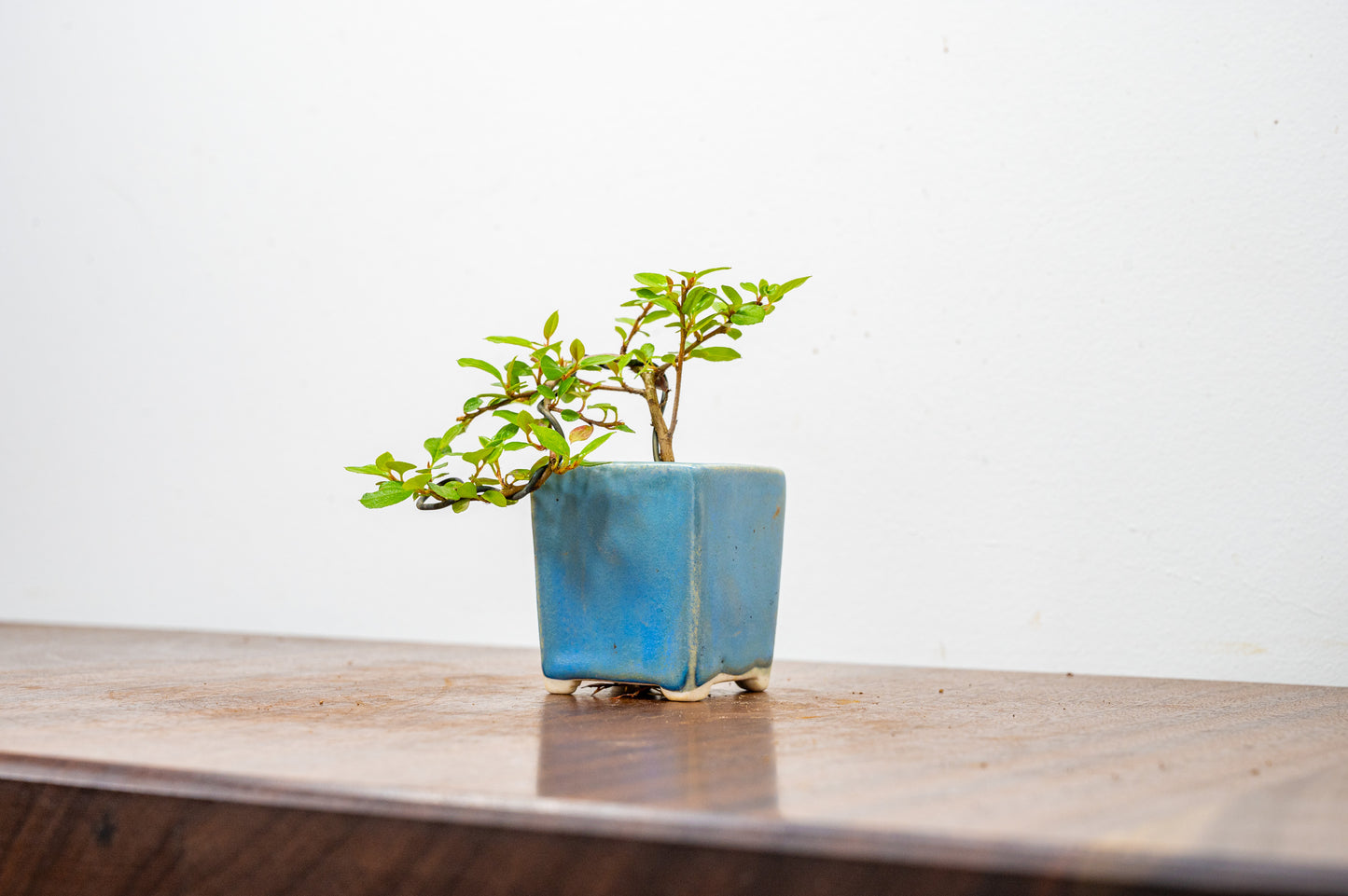 Cotoneaster Bonsai Tree